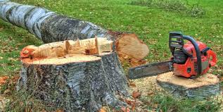 Best Tree and Shrub Care  in Cape May Court House, NJ