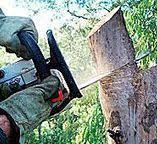 Best Stump Grinding and Removal  in Cape May Court House, NJ