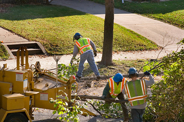 Cape May Court House, NJ Tree Removal Company