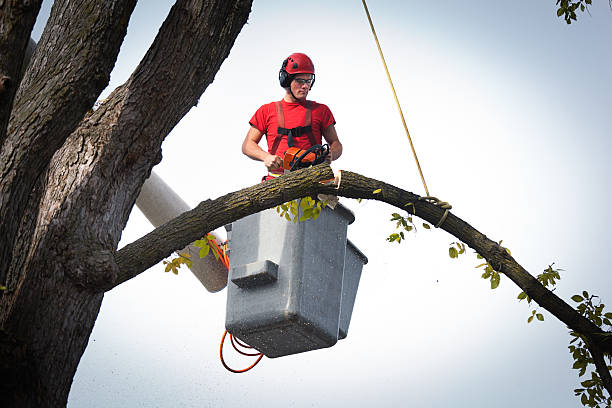 How Our Tree Care Process Works  in  Cape May Court House, NJ