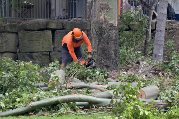 Tree and Shrub Care in Cape May Court House, NJ